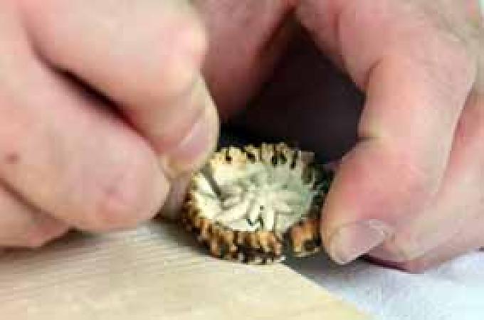 Markus Wimmer beim Herstellen eines Edelweißes. Markus Wimmer beim Herstellen eines Edelweißes.