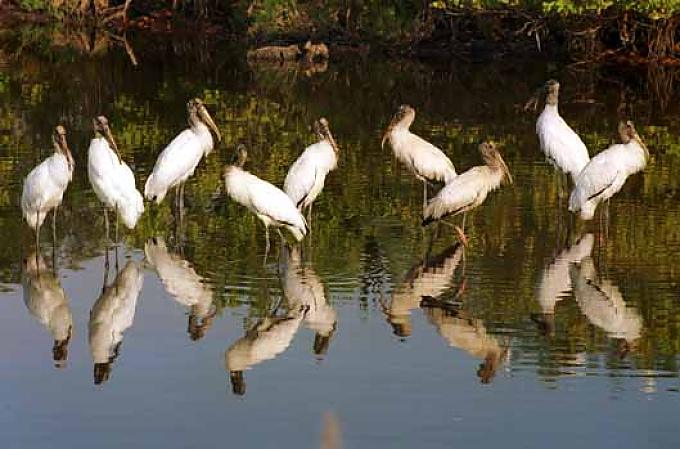 Naturparadies in Gefahr