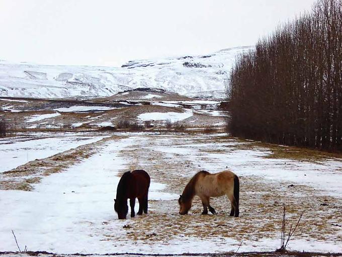 Gammelhai und Hafergrütze