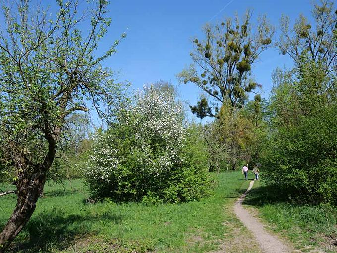 Fahrradfahrer am Kühkopf 