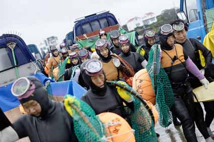 Erntezeit für Meeresschnecken