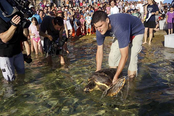 Dinosaurier der Meere 