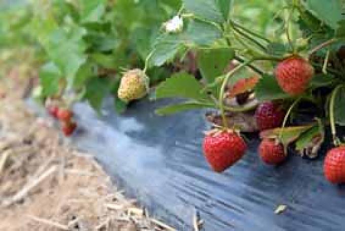 Erdbeeren