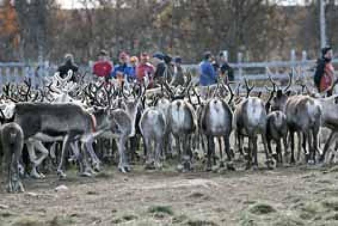 Das Gold von Lappland