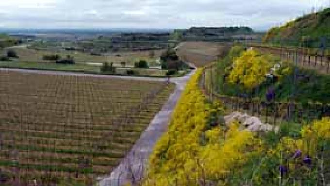 Weinberge wohin das Auge schaut.