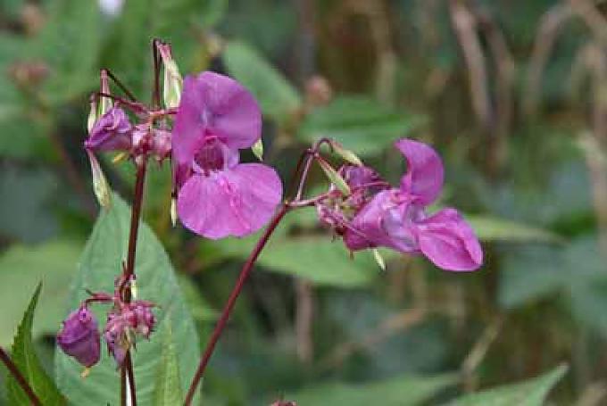 Japanisches Springkraut 