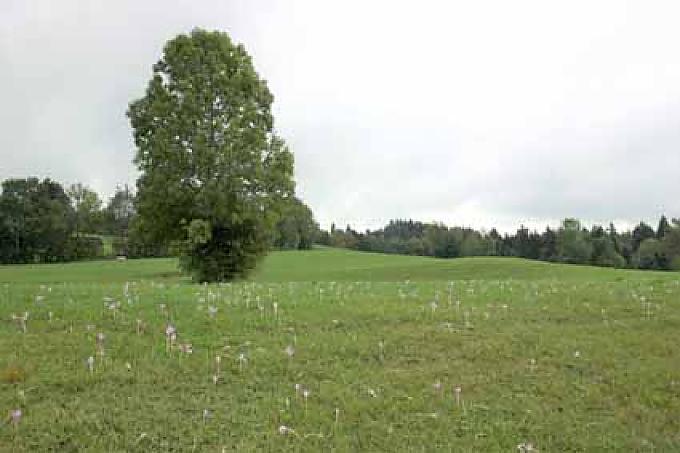 „Nackerte Jungfer“ trägt der Unschuld Kleid