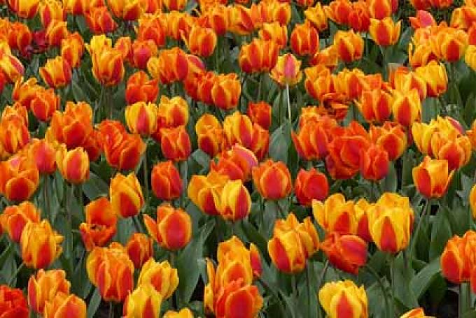 Gelbrote Tulpenblüten in Keukenhof
