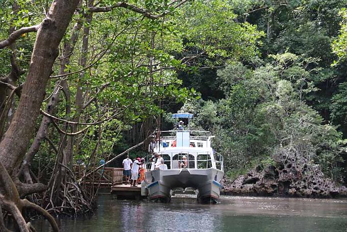 Mit dem Katamaran durch die Mangroven
