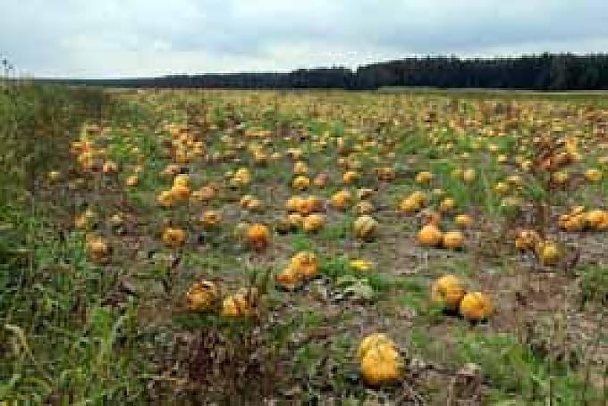 Kernkraft, ja bitte!