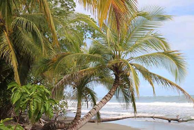 Strand mit Palmen.