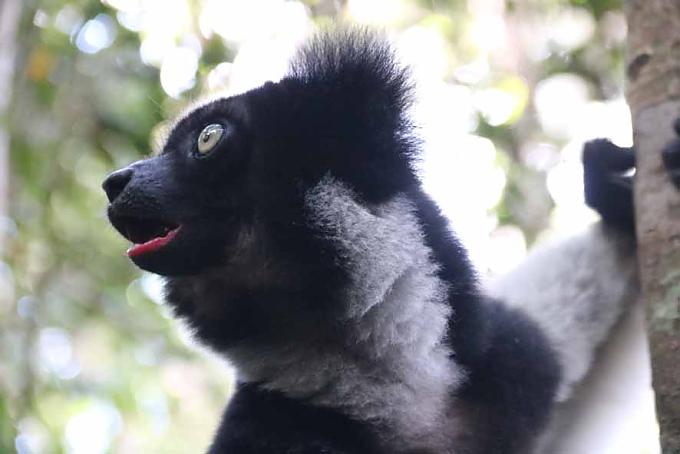 Sirenenartige Gesänge und Babys am Bauch