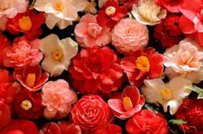 Die Blume der unglücklichen Liebe