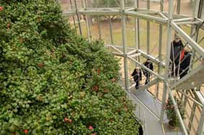 Kamelien in Sachsen. Unter Glas: Die Pillnitzer Kamelie.