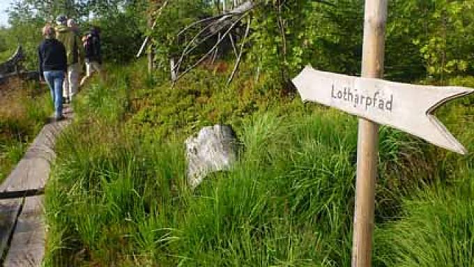 Wilder Wald im Wandel