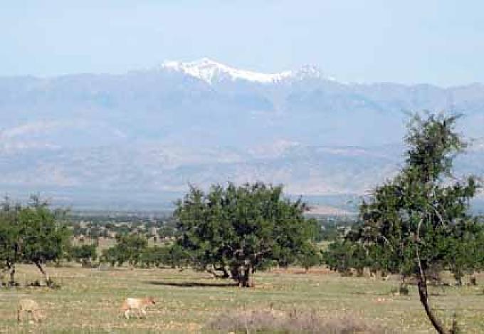 In Handarbeit werden die ölhaltigen Mandeln aus der Frucht des Arganbaums entfernt, später geröstet und zermahlen.