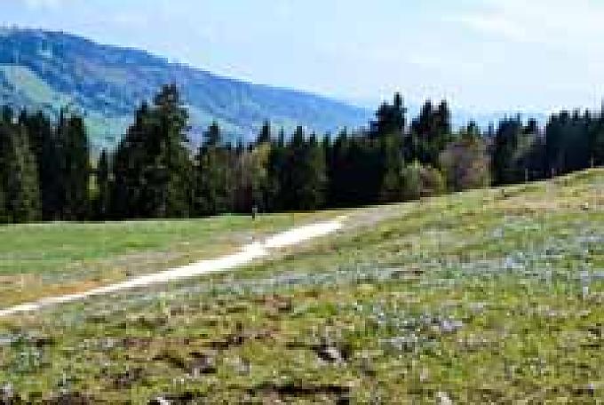 Erste Krokusse blühen