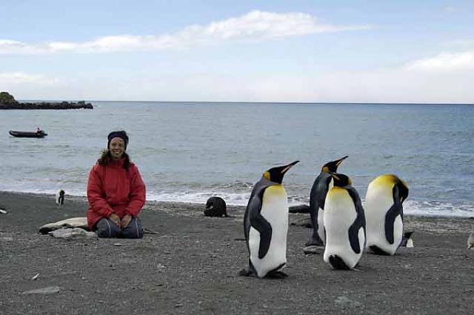 Weddell-Robbe (Leptonychotes weddelli) in der Antarktis 