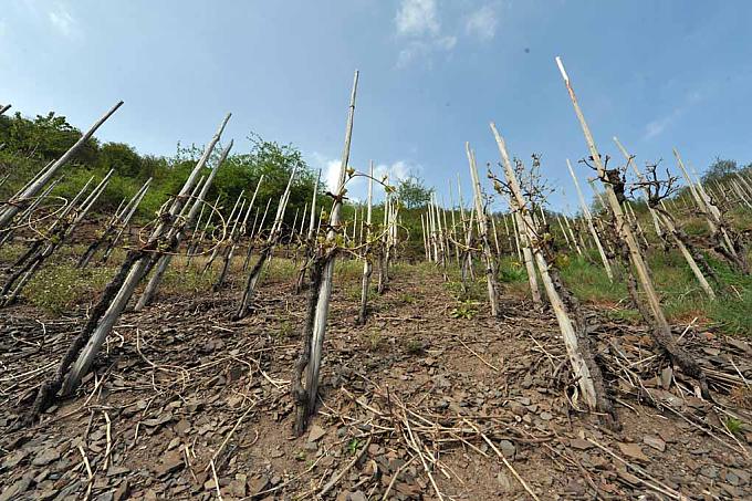 Weinberge bei Cochem 