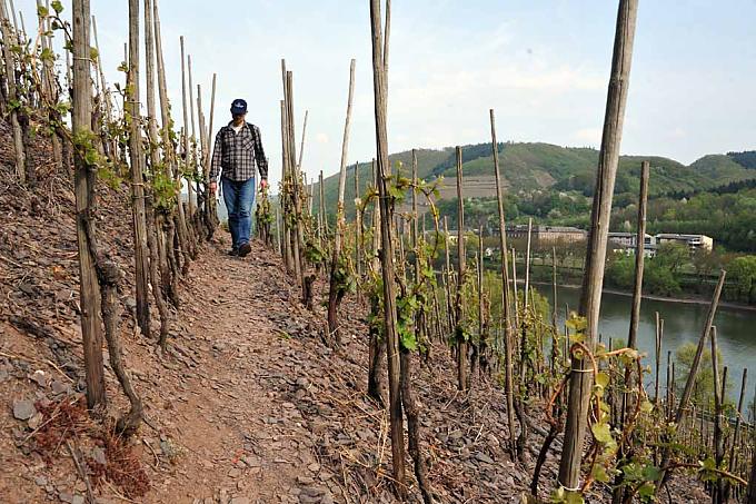 Wanderer inmitten von Rebstöcken. 
