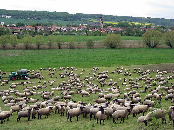 Riesling unter der Himmelsscheibe