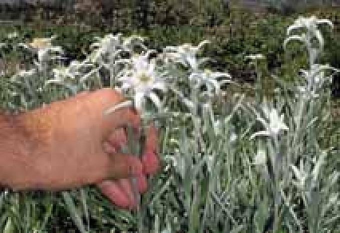 Die Königin der Alpenpflanzen geht in Serie