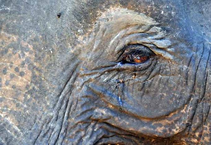 Die durch den Dschungel schunkeln