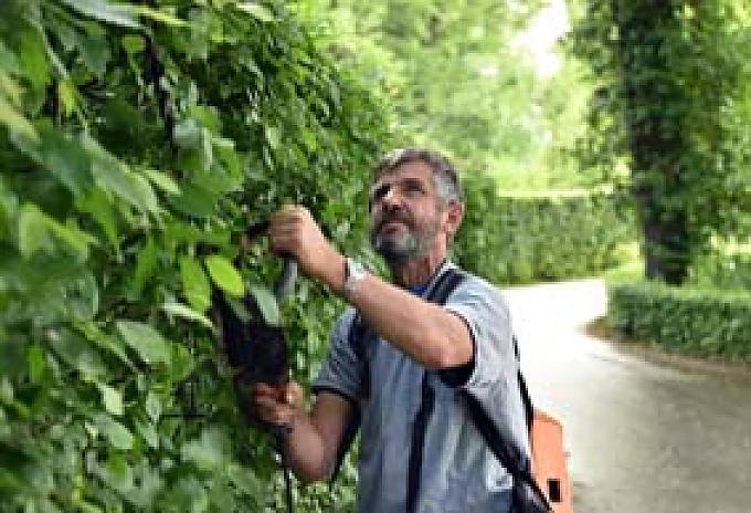 Das Heckensägenmassaker