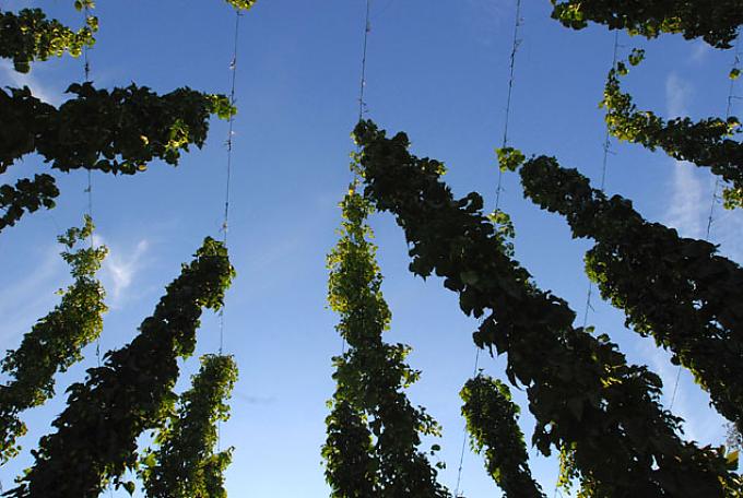 Das grüne Gold Bayerns