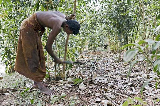 Ceylon-Zimt wird in Zimt-Gärten angebaut