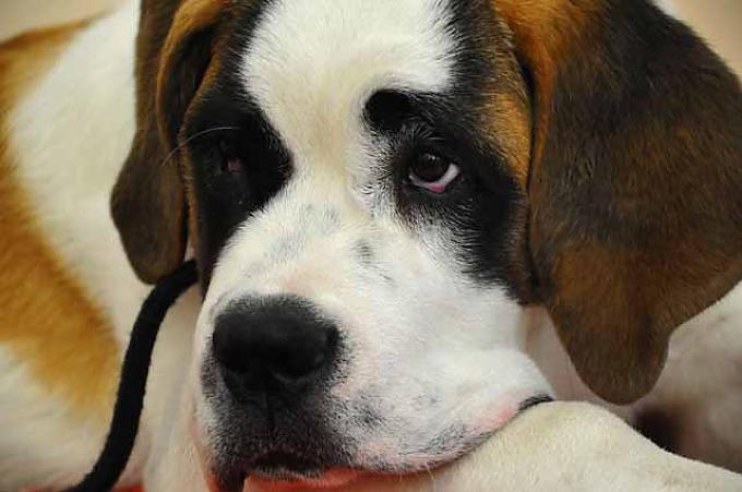 „Schnaps!“, das war sein letztes Wort, dann trugen ihn die Hunde fort