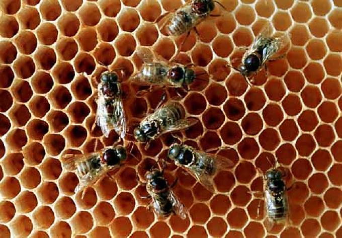 Die vergessene Zunft