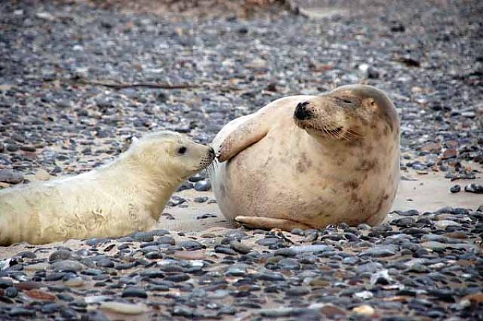 Wonneproppen im Kuschelpelz
