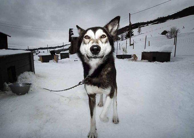 Schlittenhund Storm