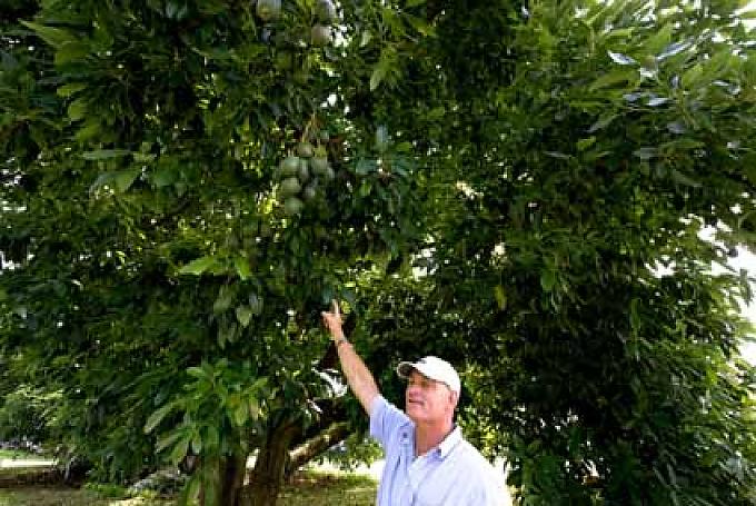 Roberts heimliche Lieblingsfrucht – Avocado.