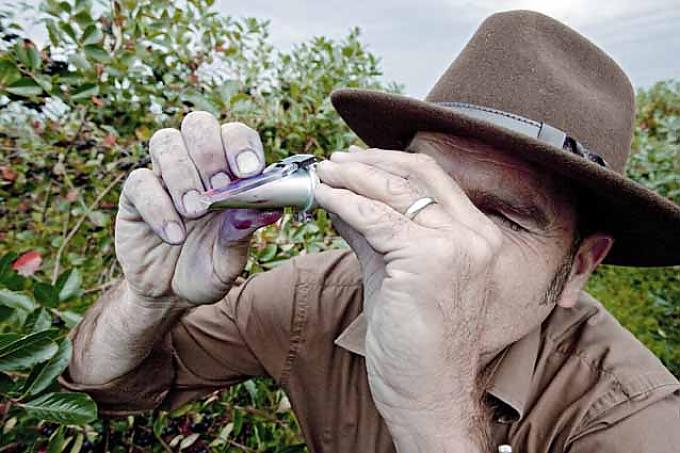 Supergesund und doch kaum bekannt