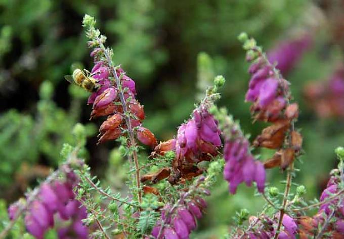 Heidenspaß mit Heidekraut