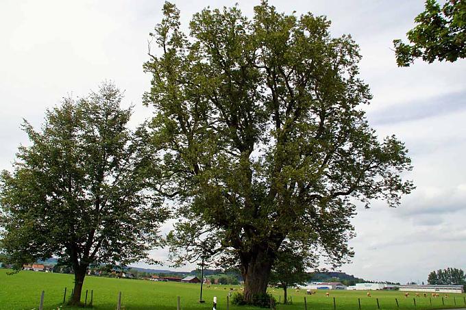 Mittelalterliche Rechtsprechung unter Gerichtslinden