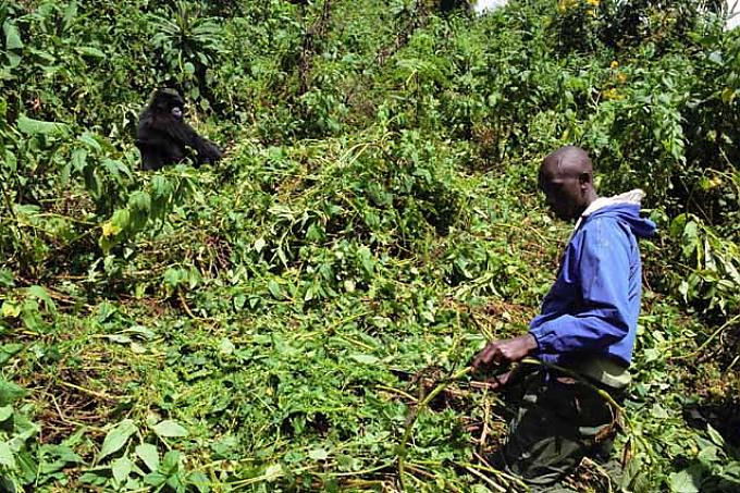 Ranger beobachtet einen Berggorilla 