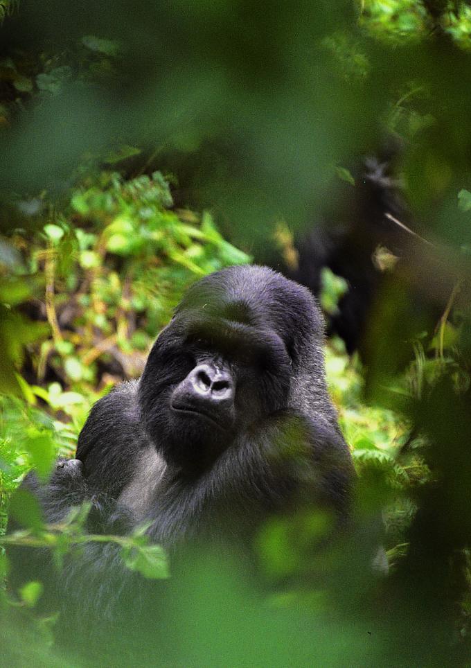 Berggorilla 