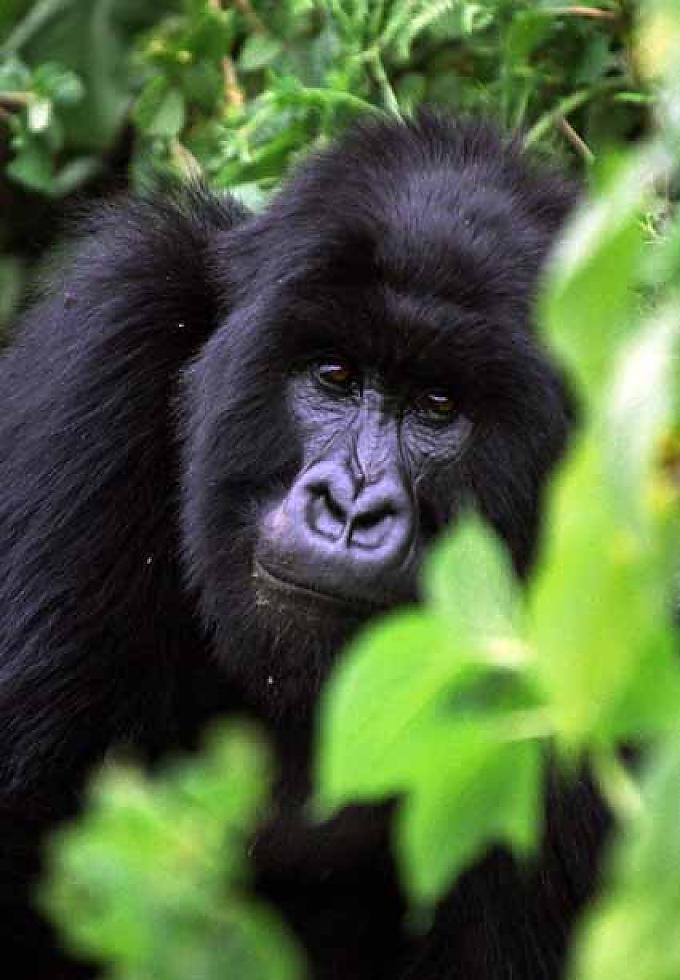 Berggorilla 
