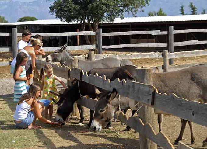 Eselfarm mit Freigehege für die Tiere 