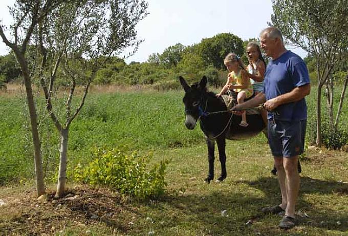 Auf den Esel gekommen