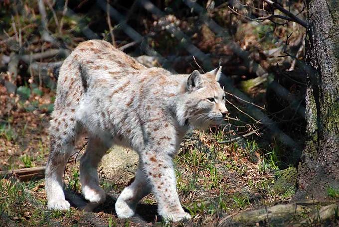 Die Rückkehr der Pinselohren