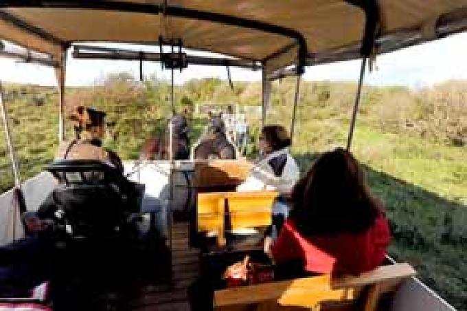Lässig sitzt Marieke, die junge Kutscherin auf dem Kutschbock.
