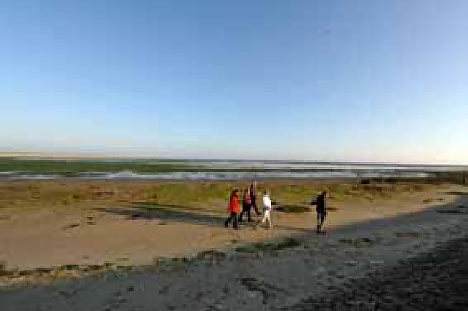 Austernsucher im Watt 