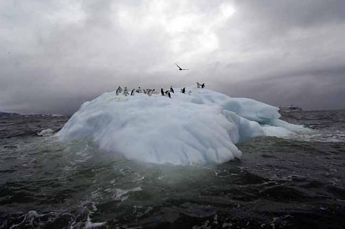 Weddell-Robbe (Leptonychotes weddelli) in der Antarktis 