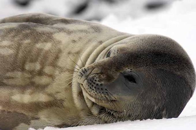 Weddell-Robbe (Leptonychotes weddelli) in der Antarktis 