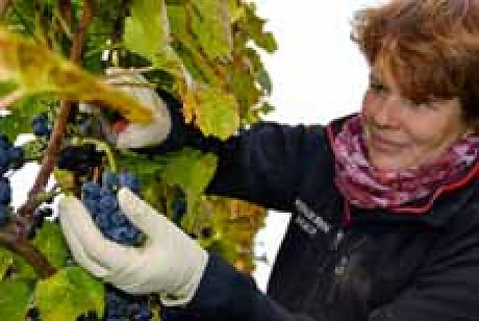 „Wimmeln“ über dem Schwäbischen Meer