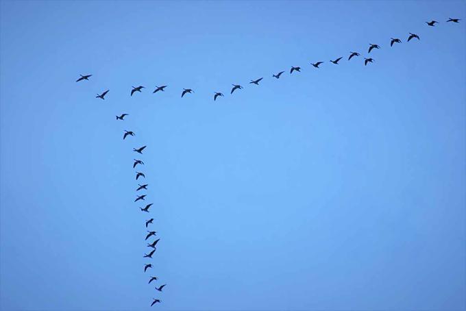 Der Flugplan wird den Zugvögeln vererbt